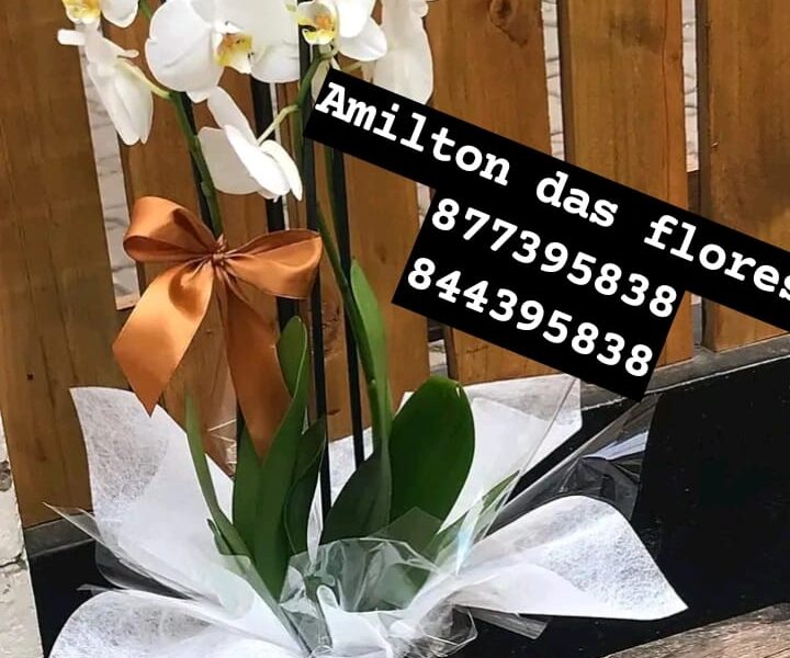 Amilton das flores
